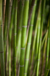 Similar image 1544262