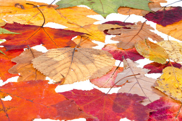 Similar image 1544686