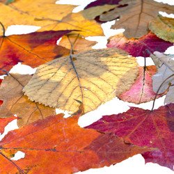 Similar image 1544698