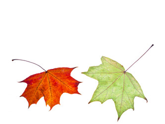 Similar image 1544764