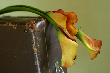 Similar image 1545707