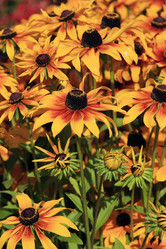 Similar image 1545723