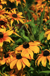 Similar image 1545724