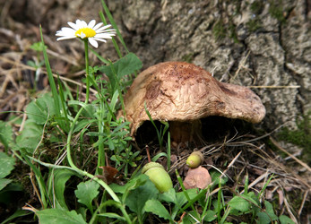 Similar image 1545749