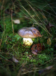 Similar image 1545755