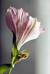 Similar image 1545760