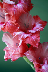 Similar image 1545763