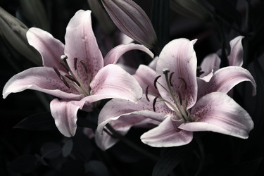 Similar image 1545788