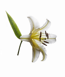 Similar image 1545792