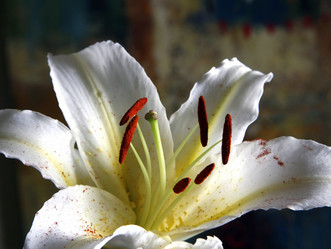 Similar image 1545795