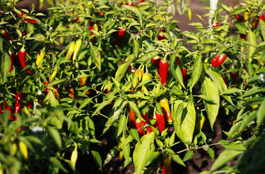 Similar image 1546005