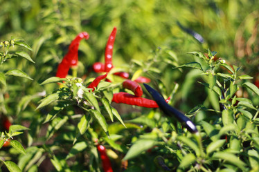 Similar image 1546007