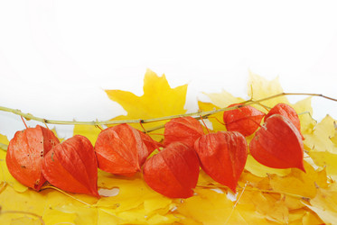 Similar image 1546017