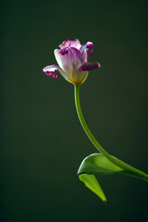 Similar image 1546032