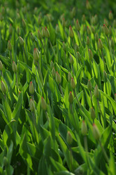 Similar image 1546036