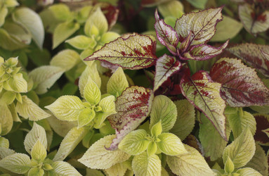 Similar image 1546056