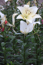 Similar image 1546096