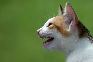 Similar image 1546108