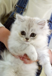 Similar image 1546141