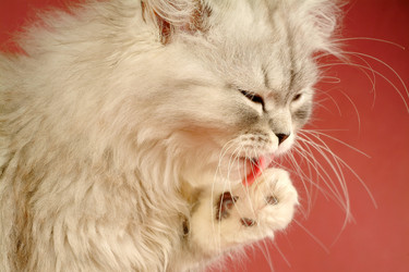 Similar image 1546183