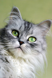 Similar image 1546185