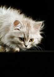 Similar image 1546205