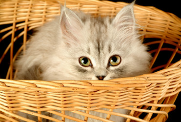 Similar image 1546211