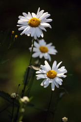 Similar image 1546569