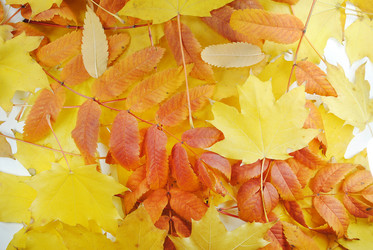 Similar image 1546735