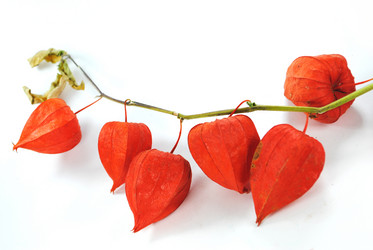 Similar image 1546736