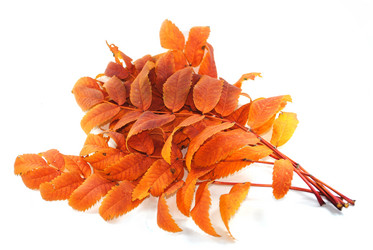 Similar image 1546737