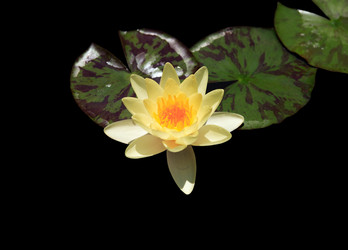 Similar image 1546991