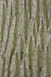 Similar image 1547314