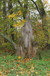 Similar image 1547334