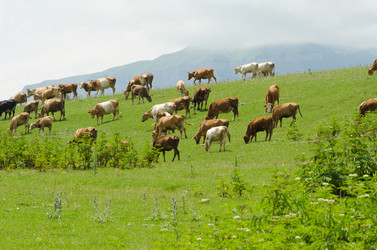 Similar image 1547766