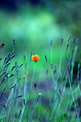 Similar image 1548216