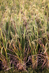 Similar image 1548232