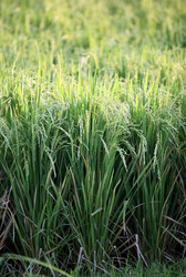 Similar image 1548233