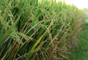 Similar image 1548234