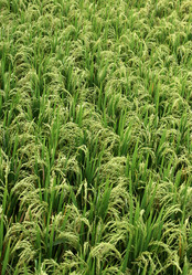 Similar image 1548235