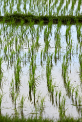 Similar image 1548237