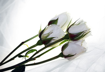 Similar image 1548257