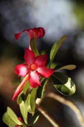 Similar image 1548269