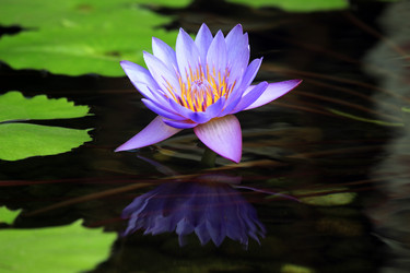 Similar image 1548282