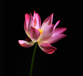 Similar image 1548300