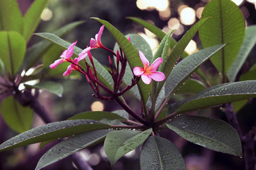 Similar image 1548304