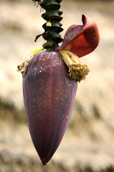 Similar image 1548305