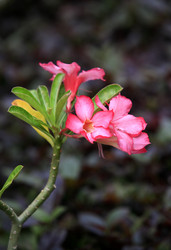 Similar image 1548311