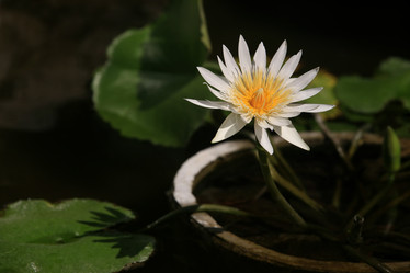 Similar image 1548316