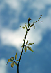 Similar image 1548324